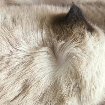 Hipet Cosmetics Kedime Zarar Verdi