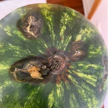 Getir Çürük Karpuz Gönderimi