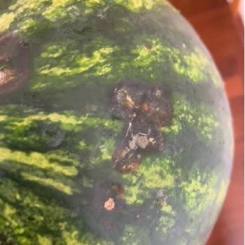 Getir Çürük Karpuz Gönderimi