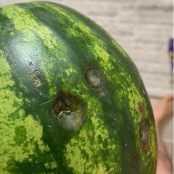 Getir Çürük Karpuz Gönderimi