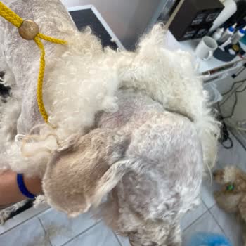 Woof Gang Petshop Tamamen Para İçin Açılan Bir İşletme!