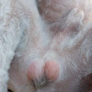 Woof Gang Petshop Tamamen Para İçin Açılan Bir İşletme!