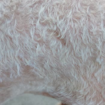 Woof Gang Petshop Tamamen Para İçin Açılan Bir İşletme!