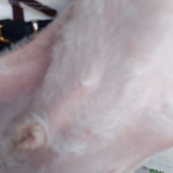 Woof Gang Petshop Tamamen Para İçin Açılan Bir İşletme!