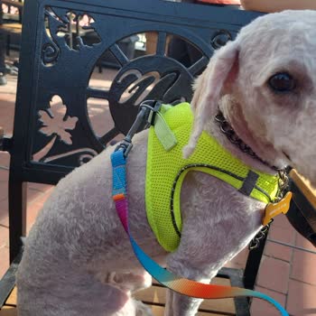 Woof Gang Petshop Tamamen Para İçin Açılan Bir İşletme!