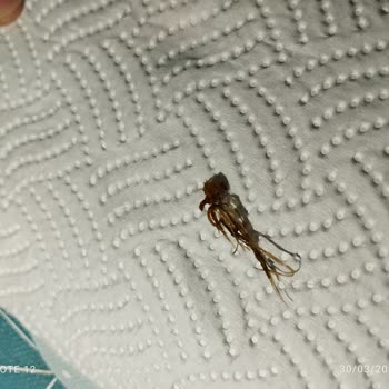 Ruffles İçinde Ne Olduğu Belli Olmayan Cips