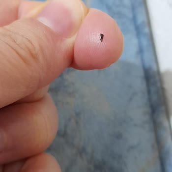 Ülker Çikolatadan Böcek Çıktı