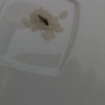 Rençber Bakliyat Rençber Marka Pirinç