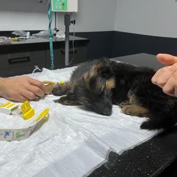 Gündem Pet Hasta Hayvan Satıyor