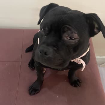 Staffturk Kennel İyileşmeyen Sağlık Sorunları