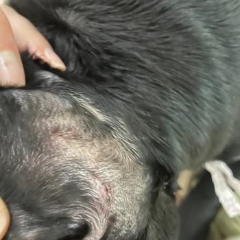 Staffturk Kennel İyileşmeyen Sağlık Sorunları