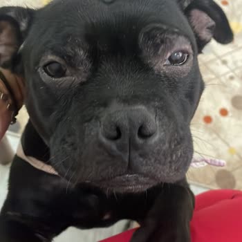 Staffturk Kennel İyileşmeyen Sağlık Sorunları