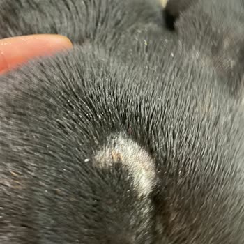 Staffturk Kennel İyileşmeyen Sağlık Sorunları