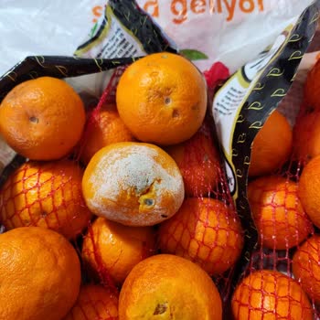 Migros'tan Aldığımız Bütün Portakallar Bozuk Ve Hastalıklı Çıktılar