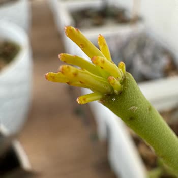 Apple İPhone 15 Pro Instagram Fotoğraf Sorunu