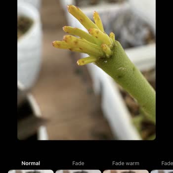 Apple İPhone 15 Pro Instagram Fotoğraf Sorunu