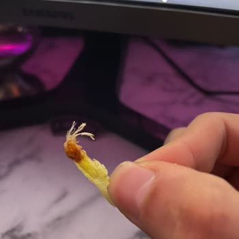 Ruffles Sade Cipsten İp Çıktı