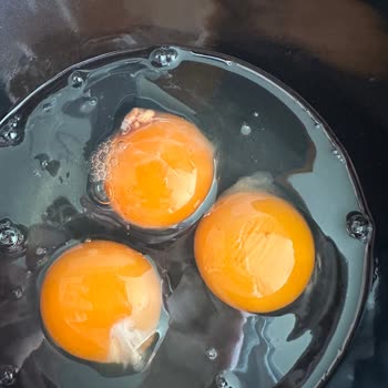 Enver Ağa Yumurta Yumurtadan Civciv Cenini Çıktı