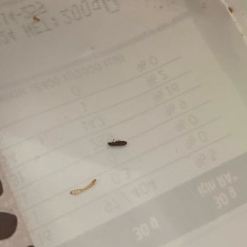 Migros Dovido Meyve Mix Ürünü Böcek Ve Kurt Dolu!