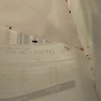 Migros Dovido Meyve Mix Ürünü Böcek Ve Kurt Dolu!