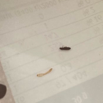 Dovido Meyve Mix Ürünü Böcek Ve Kurt Dolu!