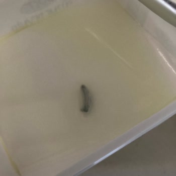 Dost Süt Dost Süzme Peynir Küf