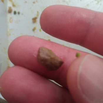 Anteplioğlu Tahir Güngör Baklavadan Taş Çıktı!