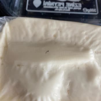 Yelken Gıda Yelken Ezine Peynir İçinde Kıl!