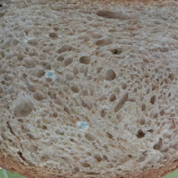 BİM Den Aldığım Taşkın Tam Buğday Ekmek Küflü Çıktı!