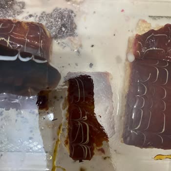 Gimsa Kokmuş Sütlü Tatlı Satıyor