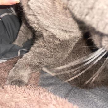 Etimesgut İhtisas Veteriner İlgisizliği Ve Hekimin Üslup Problemi!