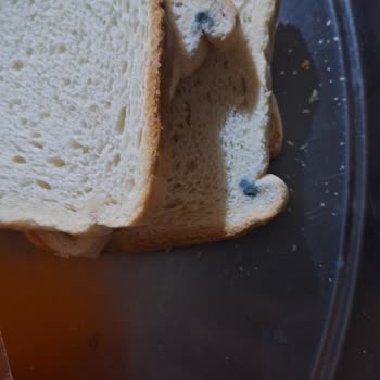 BİM Küflü Tost Ekmeği