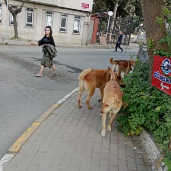 Beyoğlu Belediyesi Beyoğlu Kulaksız Zindan Arkası