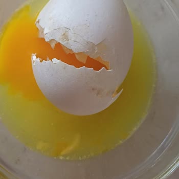 Lele Yumurta Yumurta Sorunları Ve Müşteri Hizmetleriyle Yaşanan Zorluklar