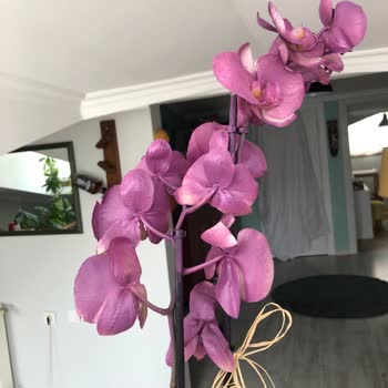 Çiçek Sepeti Sprey Boyayla Gönderilen Orkide Hüsranı