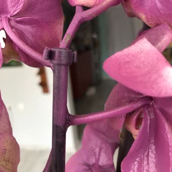 Çiçek Sepeti Sprey Boyayla Gönderilen Orkide Hüsranı