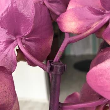 Çiçek Sepeti Sprey Boyayla Gönderilen Orkide Hüsranı