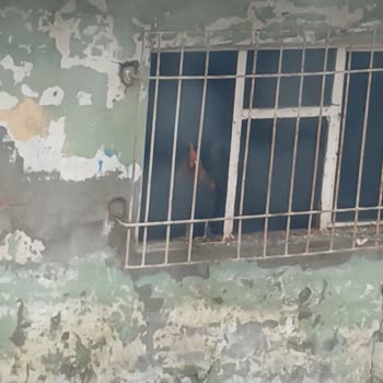 Çevre, Şehircilik Ve İklim Değişikliği Bakanlığı Yerleşim Yerinde Horoz Tavuk Keçi Besliyorlar!