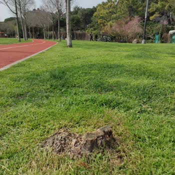 Kadıköy Belediyesi Bostancı Sahil Düzenlemesi Değil Ağaç Kıyımı!