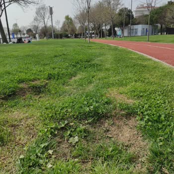 Kadıköy Belediyesi Bostancı Sahil Düzenlemesi Değil Ağaç Kıyımı!