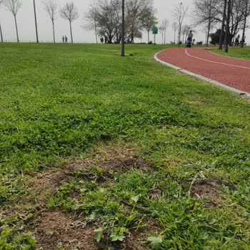Kadıköy Belediyesi Bostancı Sahil Düzenlemesi Değil Ağaç Kıyımı!