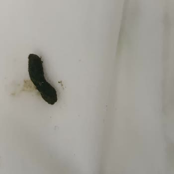 Sleepy Bebek Islak Mendilden Fare Kakası Çıktı