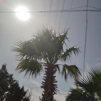 Gediz Elektrik Enerji Hattının Ağaç İle Temasının Kesilmesi