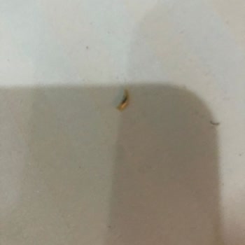 Tryp by Wyndham İstanbul Sancaktepe Otelin Tüm Odaları Böcek Kaynıyor