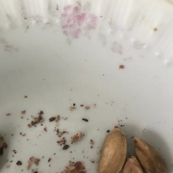 Malatya Pazarı Palancı Kuruyemiş Malatya Pazarı Böcekli Kuruyemiş Satıyor