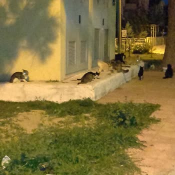 Kuşadası Belediyesi Köpek Ve Kediler