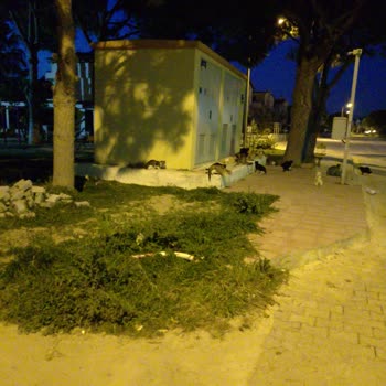 Kuşadası Belediyesi Köpek Ve Kediler