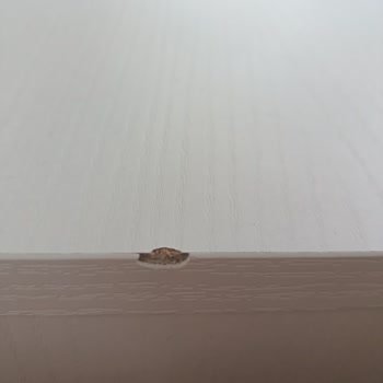 Afyon Yılmazlar Nakliyat Pişmanlığı