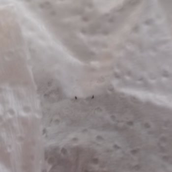 Hipp 1 Combiotic Mama