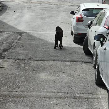 Sokak Köpekleri Ve Tuzla Belediyesi Nin İlgisizliği